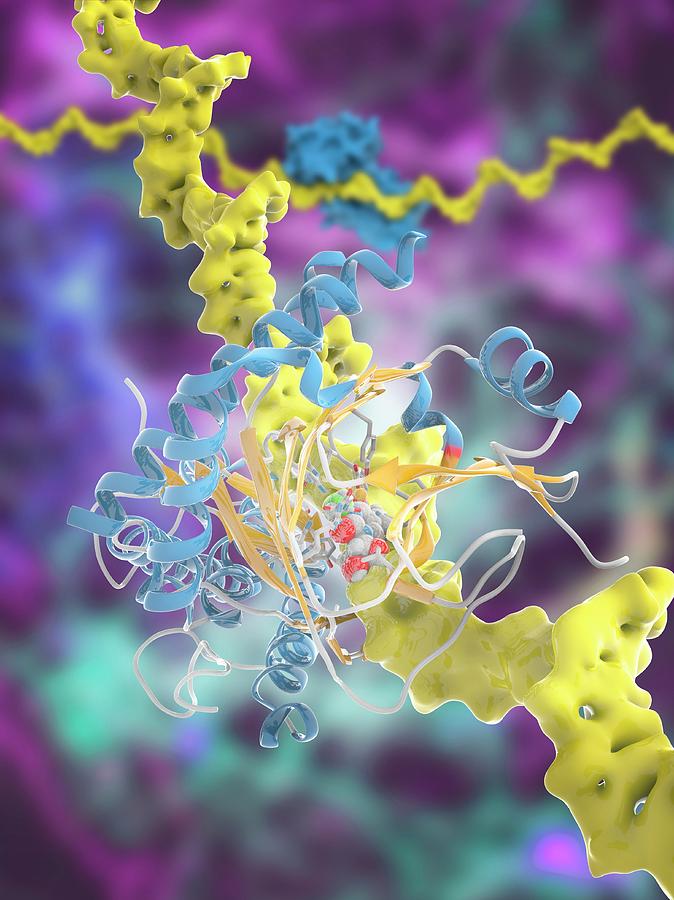 Fat Mass And Obesity-associated Protein Photograph by Ramon Andrade 3dciencia