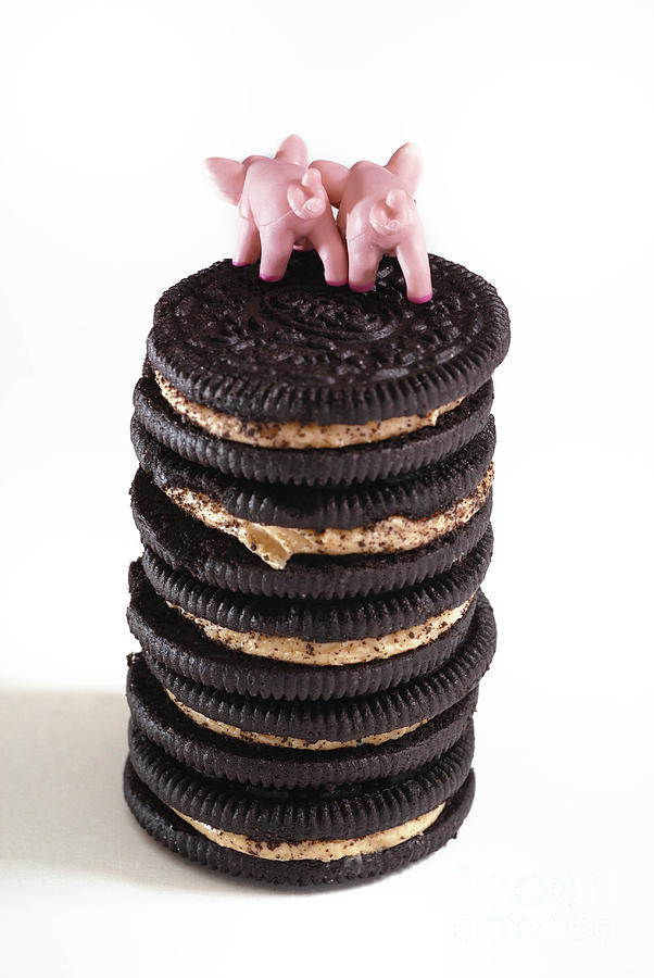 Cookie Photograph - Fat PIgs 5 by Amy Cicconi