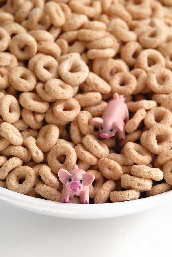Cereal Photograph - Fat Pigs 6 by Amy Cicconi