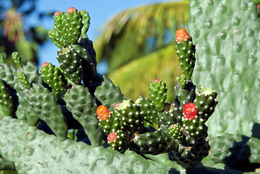 Fat Plant, Antigua, West Indies Photograph By Nico Tondini - Fine Art 