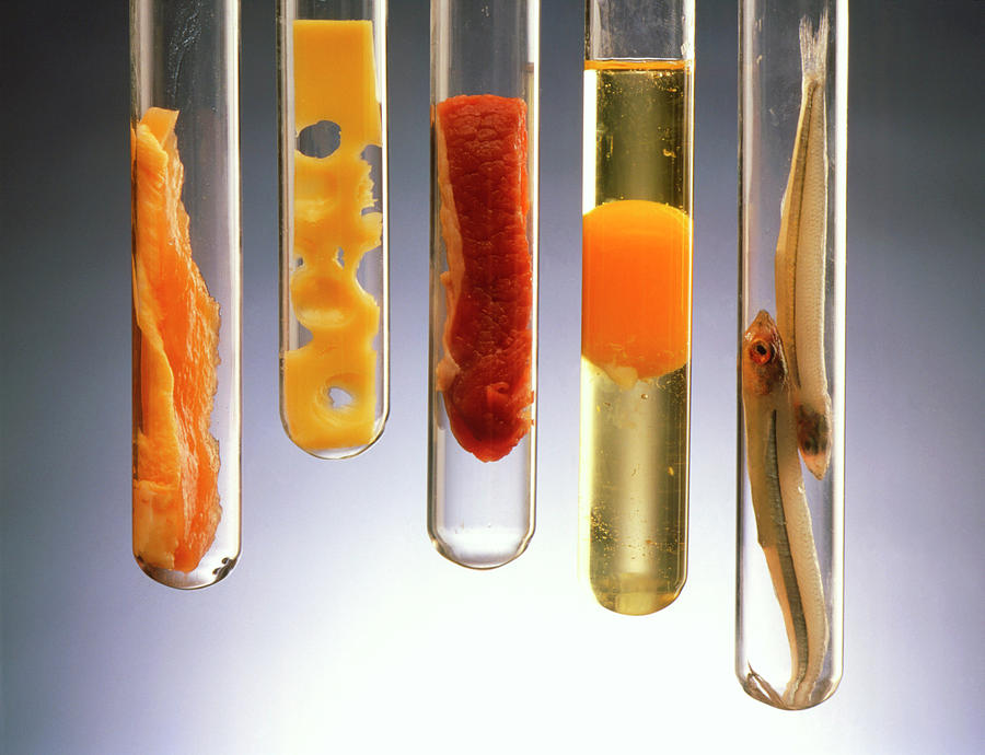 Cheese Photograph - Fat-rich Foods Presented In Test Tubes by Oscar Burriel/science Photo Library