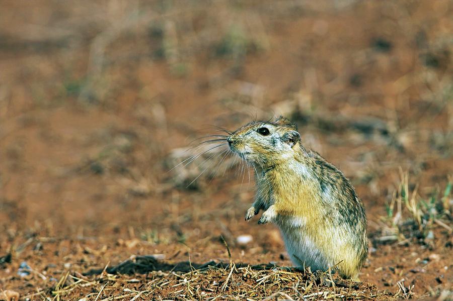 Animal Photograph - Fat Sand Rat by Bildagentur-online/mcphoto-schaef