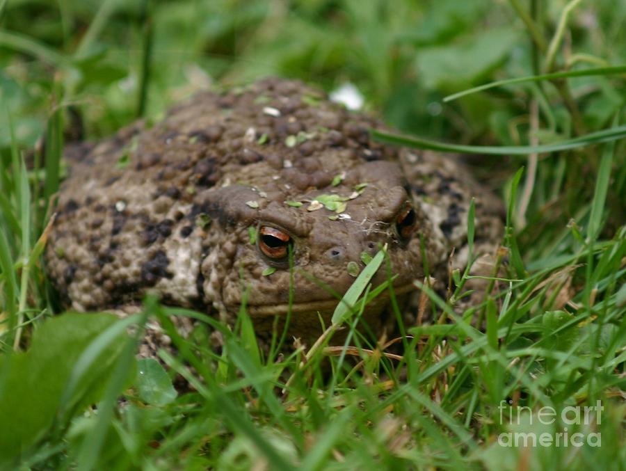 Fat toad Photograph by Susanne Baumann