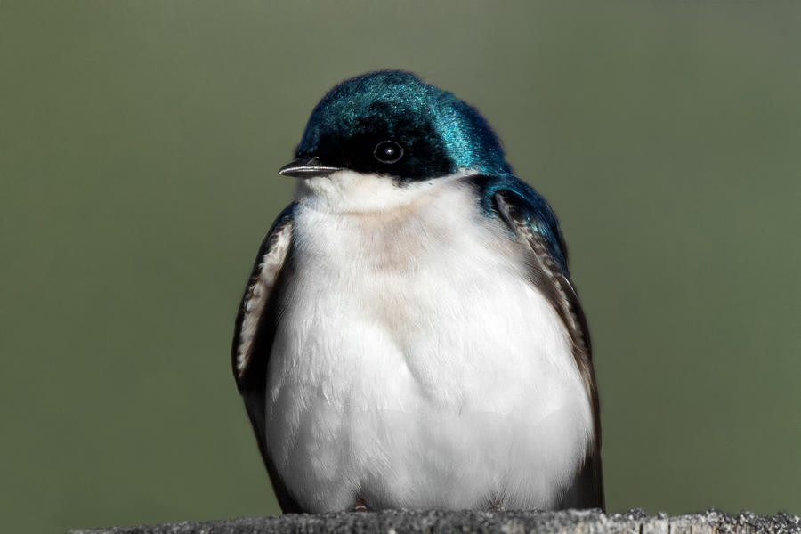 Fat Tree Swallow Photograph by Kathleen Bishop
