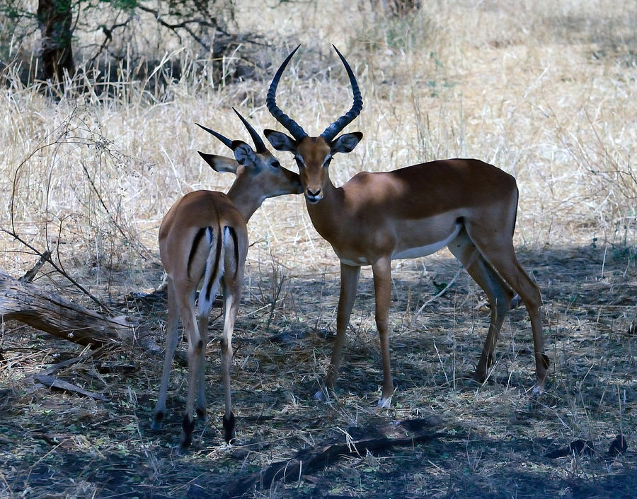 Father and Son Affection Impalas Photograph by Tom Wurl