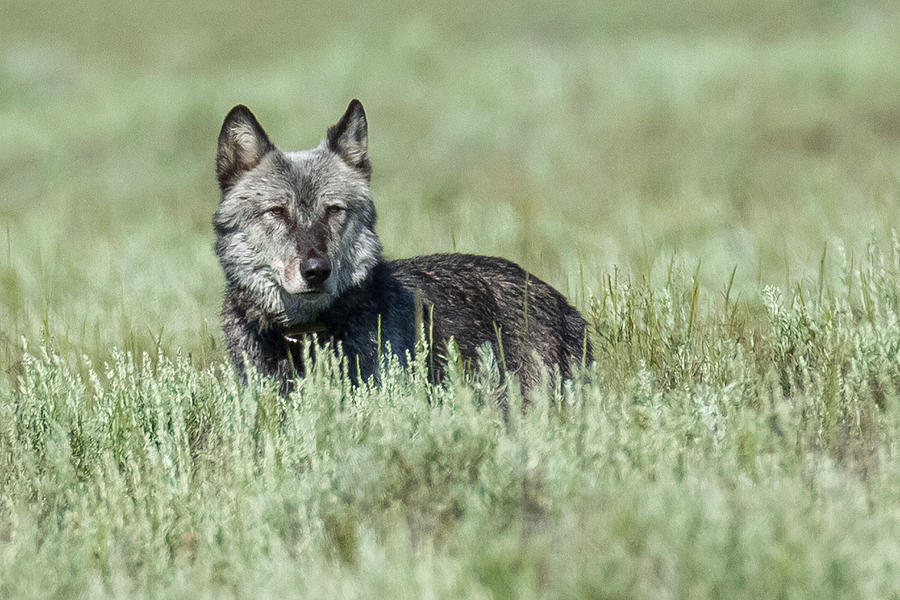 Father Wolf Photograph by Sandy Sisti