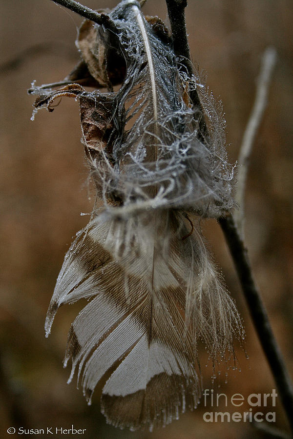 Owl Photograph - Fatigued Feather by Susan Herber