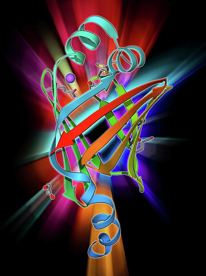 Fatty Acid Binding Protein 9 Molecule Photograph by Laguna Design