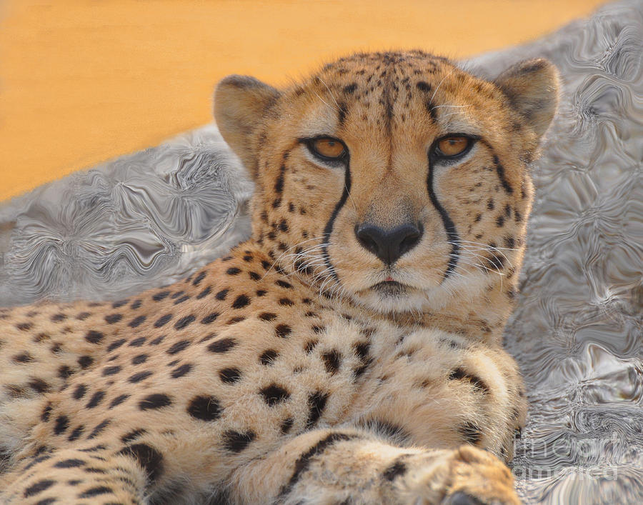 Faux Cheetah Photograph by Josephine Cohn