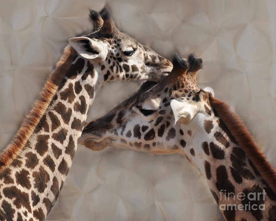 Faux Giraffes Photograph by Josephine Cohn