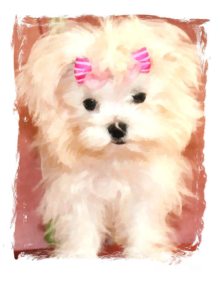 Dog Photograph - Faux Maltese BELLA by Margaret Newcomb