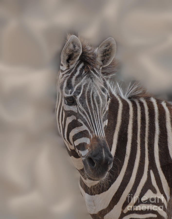 Faux Zebra Photograph by Josephine Cohn