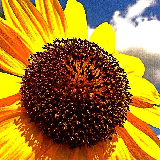 Sunflower Photograph - #fav_flowers #alonelyflower #flora by Cici Corley-Washington