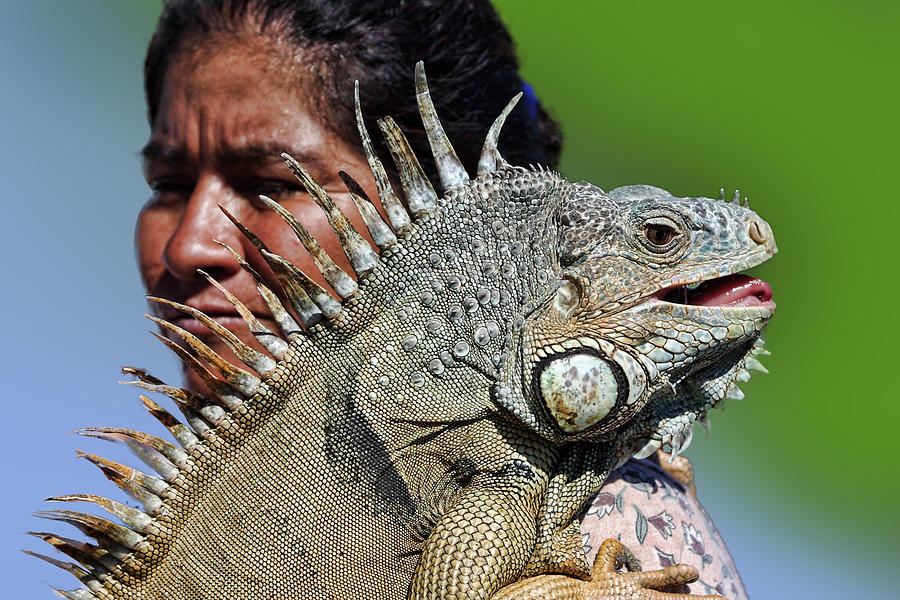 Favorite Pet Iguana Photograph by Linda Phelps