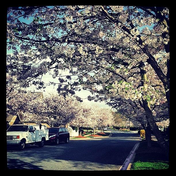 Springtime Photograph - Favorite Street To Run Down In by Sara Chidester