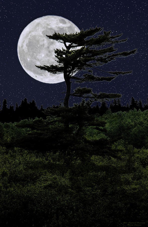 Landscape Photograph - Favorite Tree in Full Moon Silhouette by Marty Saccone