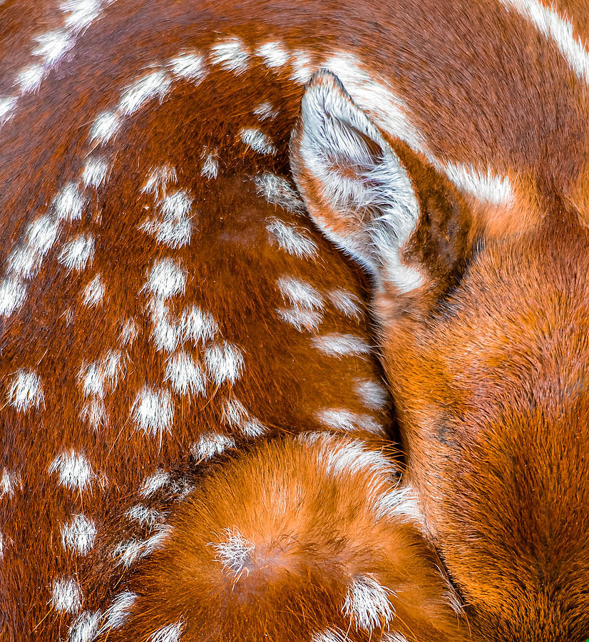 Fawn Abstract Photograph by Brian Stevens