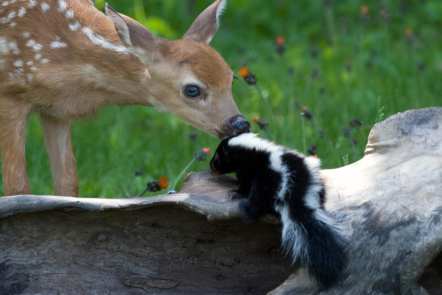 Wildlife Photograph - Fawn and Baby Skunk by Jennifer Richards