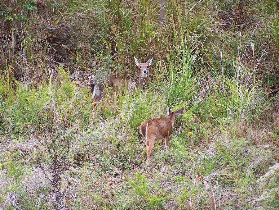 Fawn and Doe eating grass Photograph by Flees Photos - Fine Art America