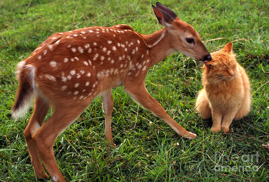 Fawn And Friend Photograph by Thomas R Fletcher