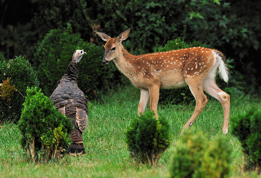 Wildlife Digital Art - Fawn And Turkey Encounter by Angel Cher Wildlife Digital Art - Fawn And Turkey Encounter by Angel Cher