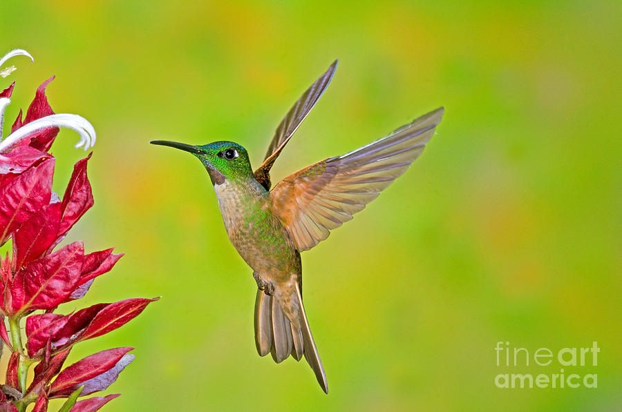 Fawn-breasted Brilliant Hummingbird Photograph by Anthony Mercieca