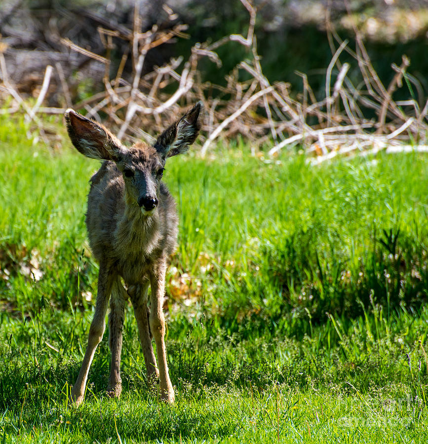 Fawn - Capitol Reef National Park - Utah Photograph by Gary Whitton