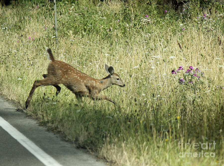 Fawn Crossing Photograph by Chris Anderson