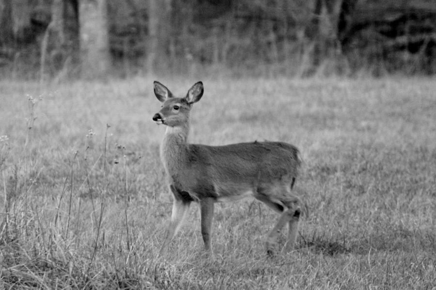 Deer Photograph - Fawn by Cynthia Guinn