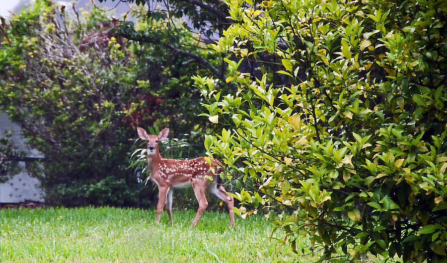 Fawn Photograph by Donna Proctor