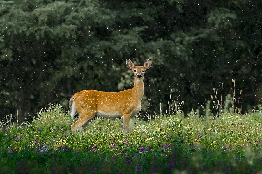 Deer Photograph - Fawn Flowers And Rain by Garett Gabriel Deer Photograph - Fawn Flowers And Rain by Garett Gabriel