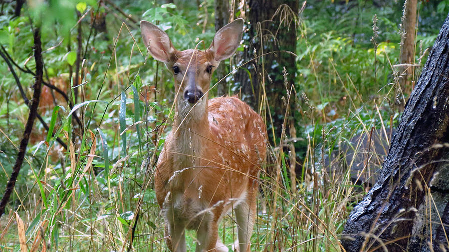 Fawn hiding in the woods Photograph by Carolyn Hall