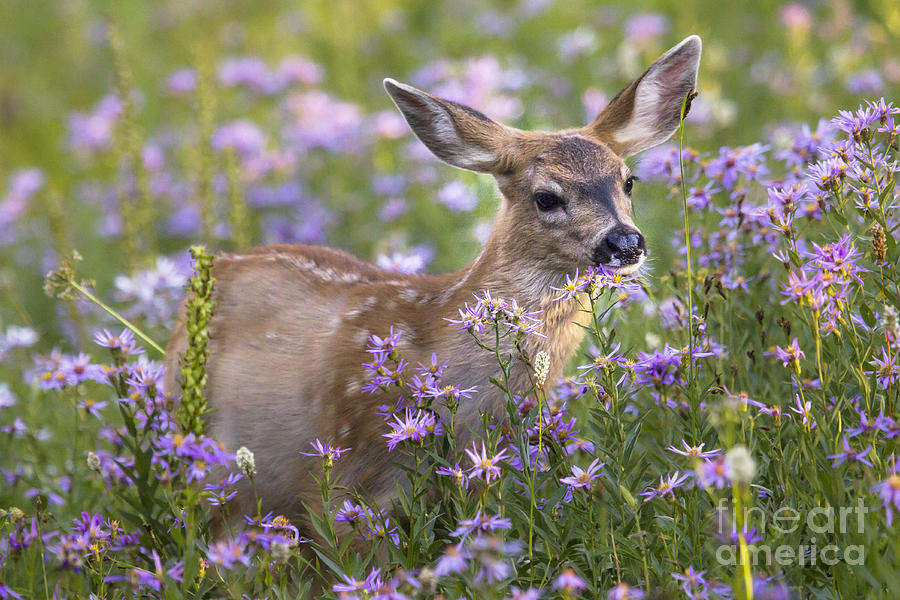 Fawn in Asters Photograph by Sonya Lang