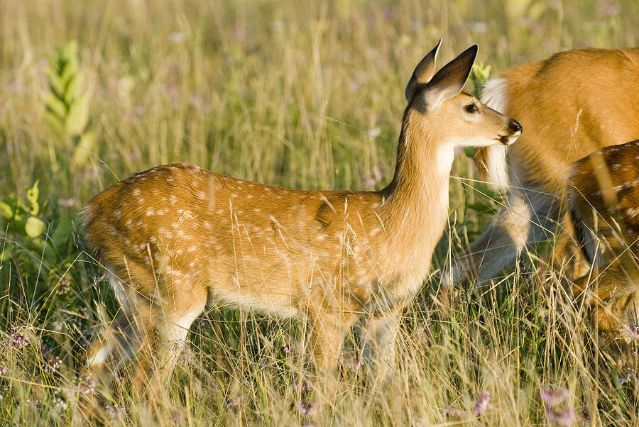 Fawn in Big Meadows Photograph by Clifford Pugliese - Fine Art America