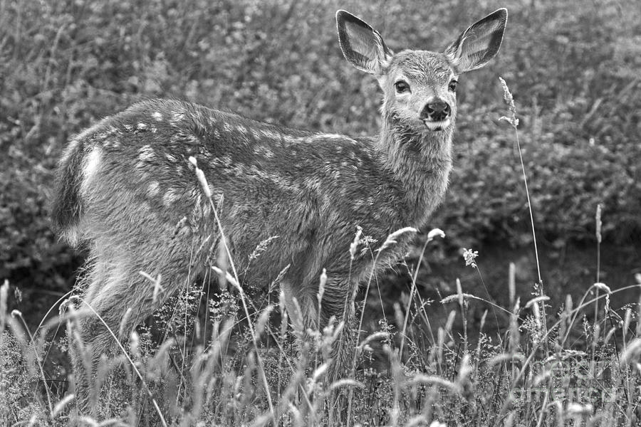 Fawn in Black and White Photograph by Sonya Lang