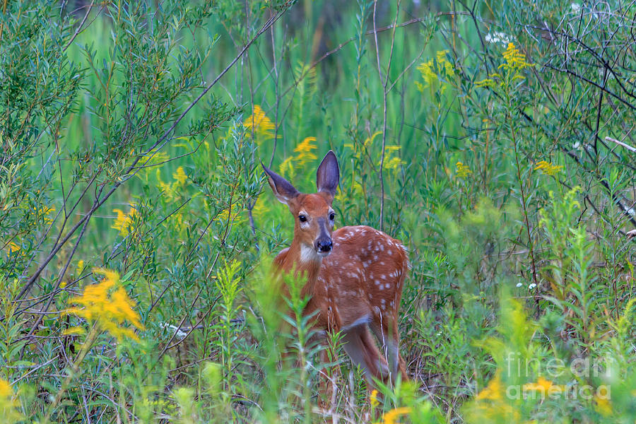 Fawn In Golden Rod Photograph