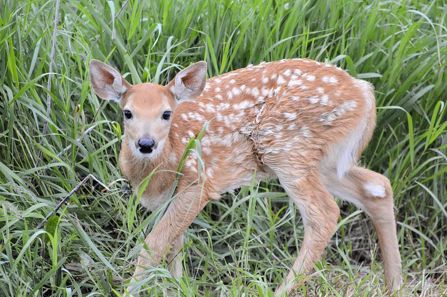 Fawn In Grass Photograph by Bonfire Photography