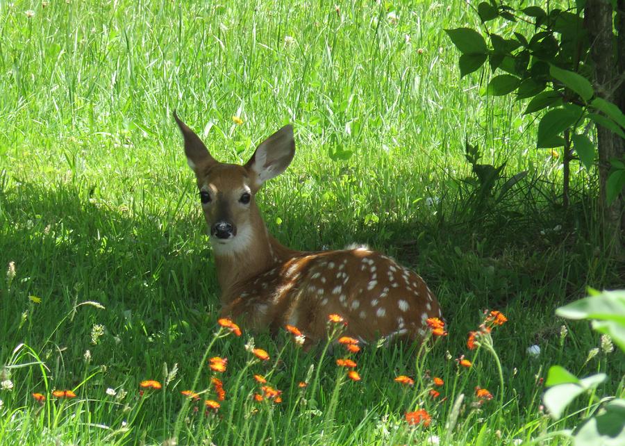 Fawn in Shade Photograph by Lucinda VanVleck