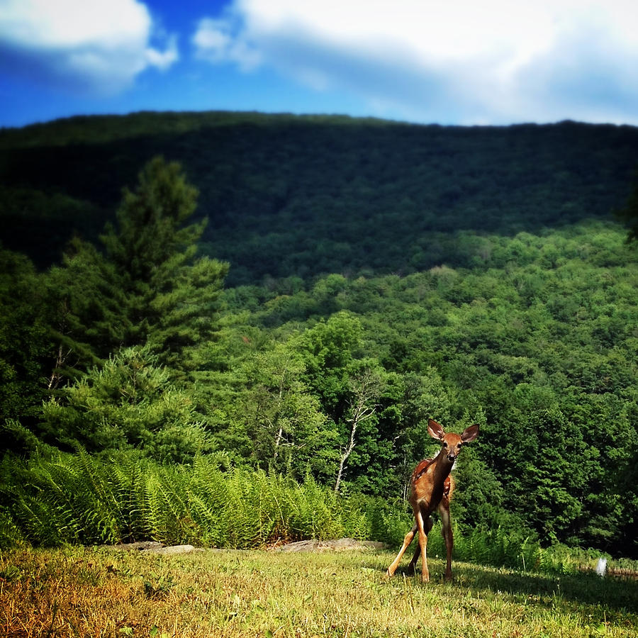 Fawn in the Catskills Photograph by Natasha Marco