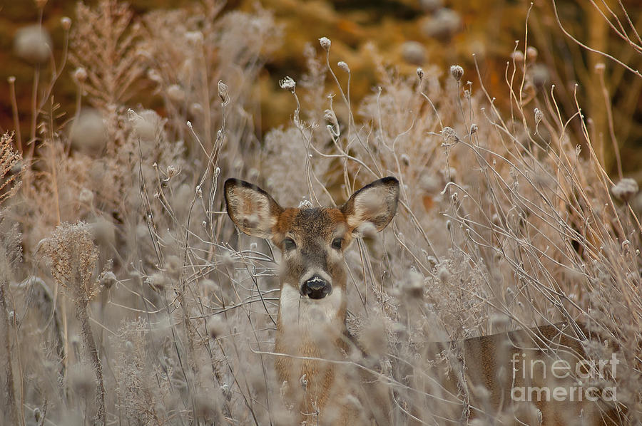 Fawn in the Frosty Grass Photograph by Wilma  Birdwell