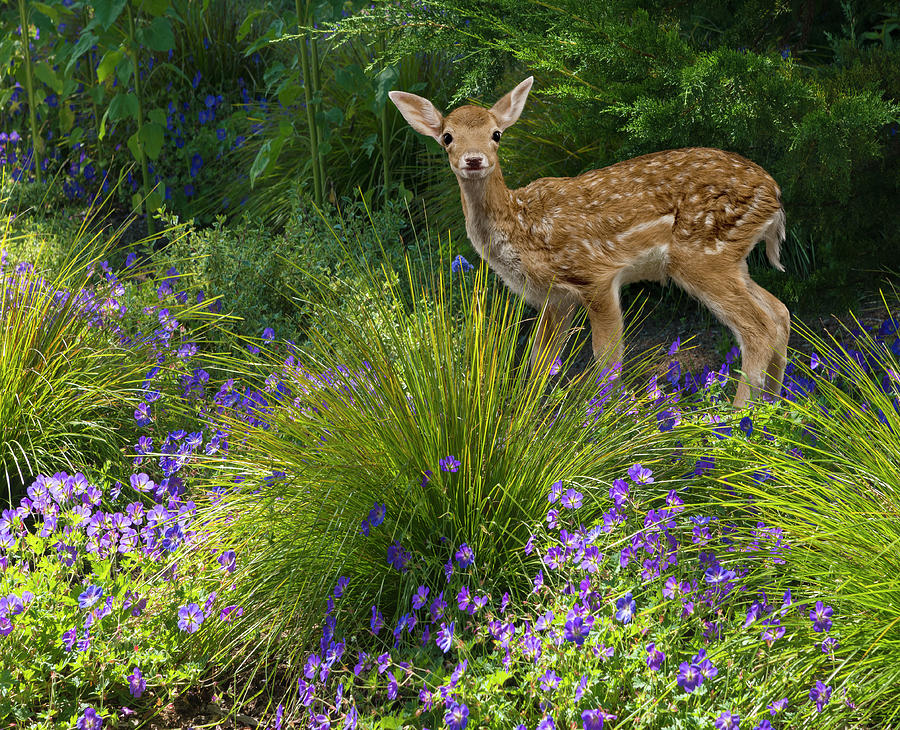 Fawn In The Garden Photograph by John Lund