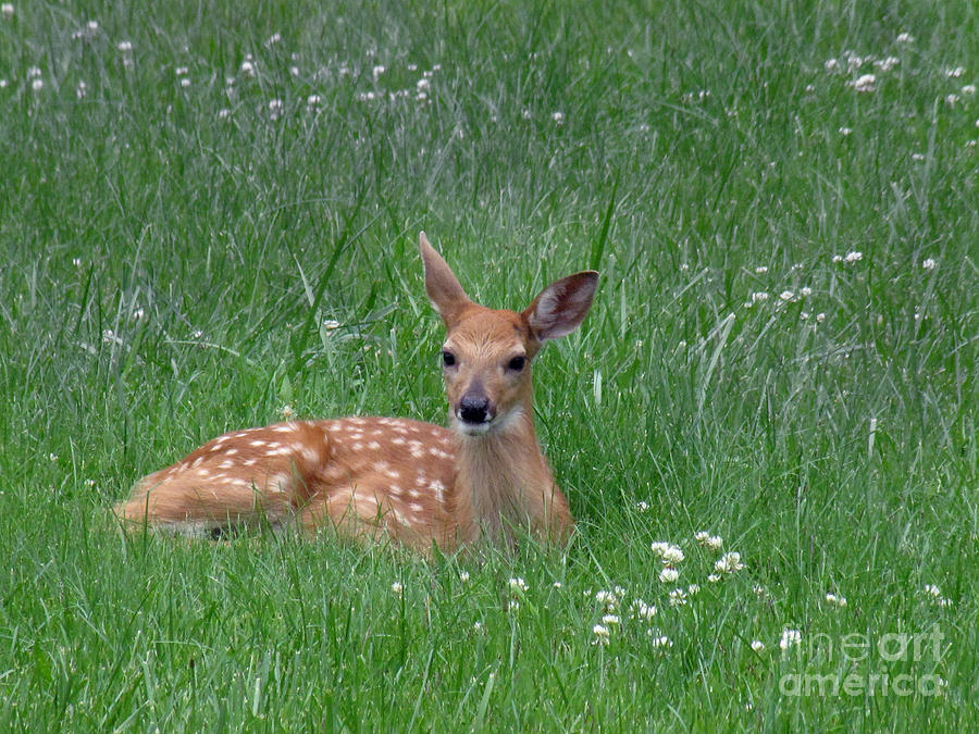 Fawn in the Grass Photograph by Phil Welsher