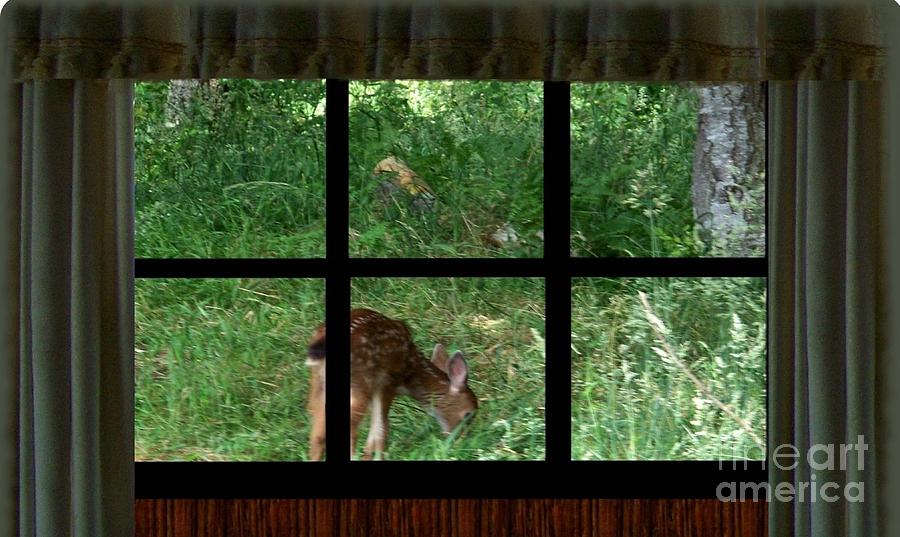 Fawn in the Window Photograph by Charles Robinson