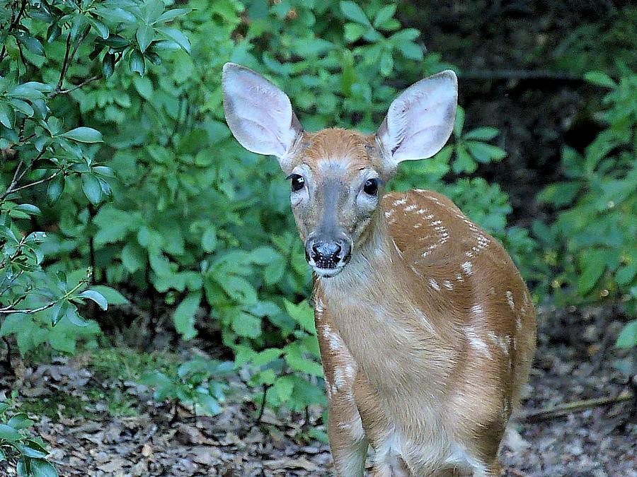 Fawn in the Woods Photograph by Diane Carlson - Fine Art America