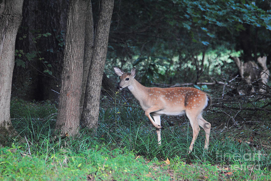Fawn in the Woods Photograph by Jai Johnson