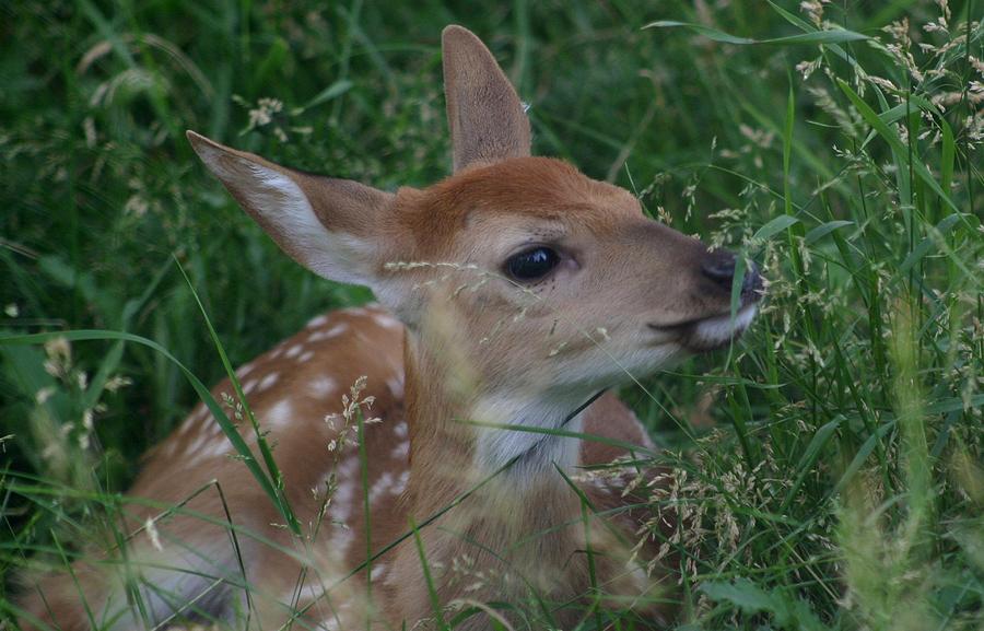 Fawn in Weeds Photograph by John Dart