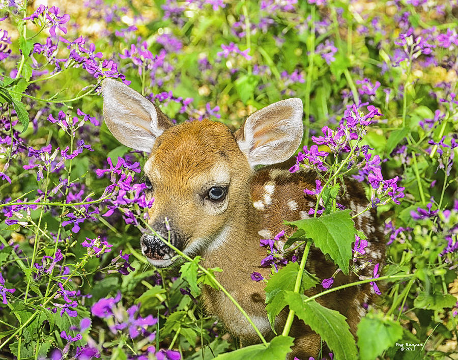 Fawn in Wildflowers Photograph by Peg Runyan