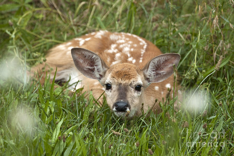 Fawn Photograph by Jeannette Hunt
