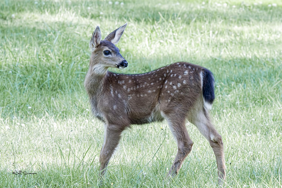 Deer Photograph - Fawn by Jeff Swanson