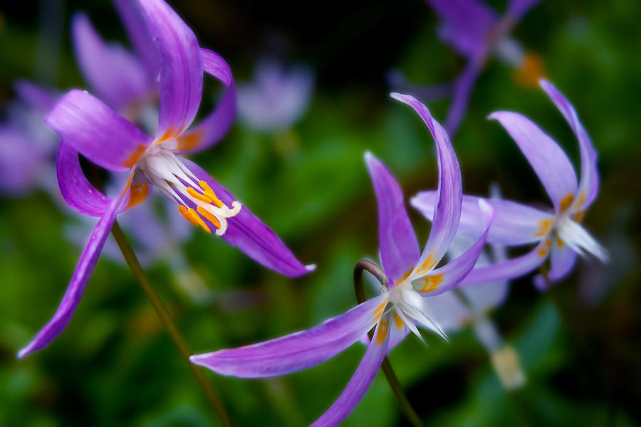 Fawn Lily Cluster Photograph by Vanessa Thomas